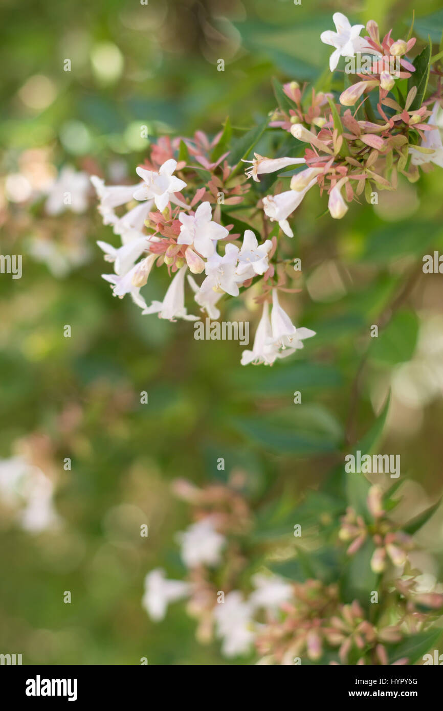 Jasminum polyanthum, pink jasmine flowers on the climbing plant. Close