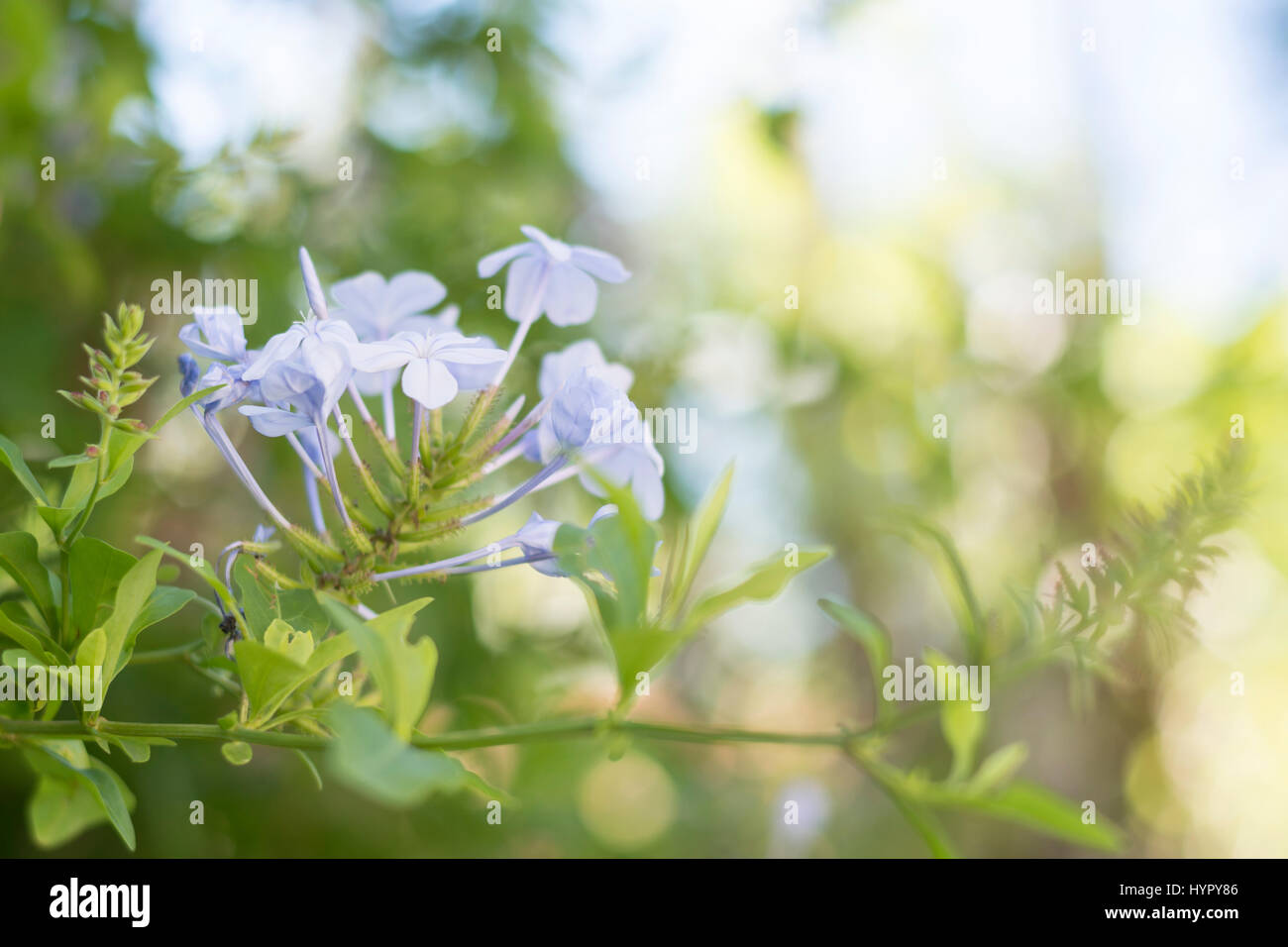 Plumbago auriculata (Plumbago capensis) flowers. Blue Plumbago, Cape Leadwort, Cape Plumbago or Skyflower, Stock Photo