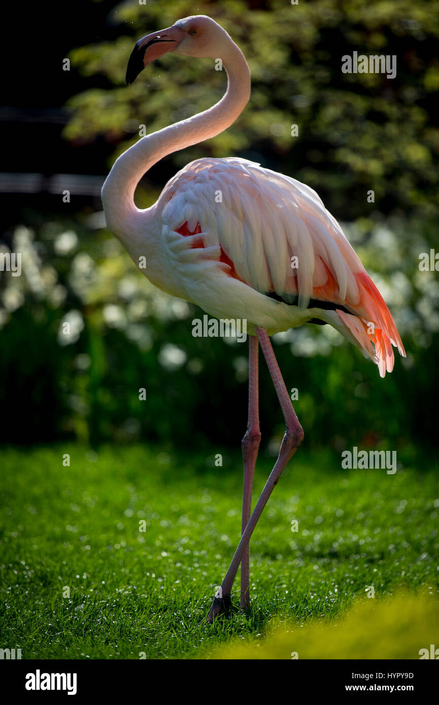 Kensington roof gardens flamingo hires stock photography and images