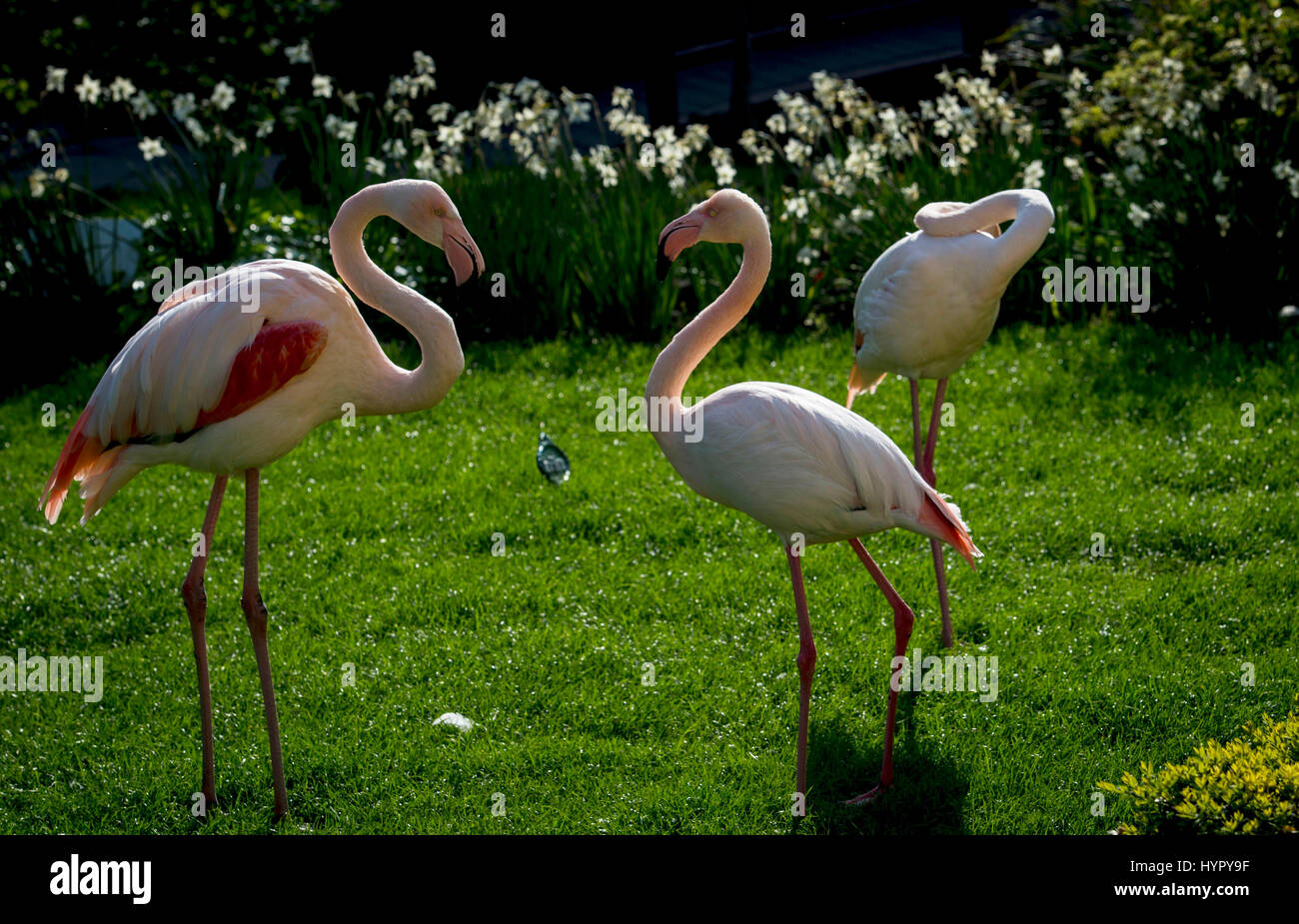 Flamingos in the sun at the Roof Gardens in Kensington, London Stock