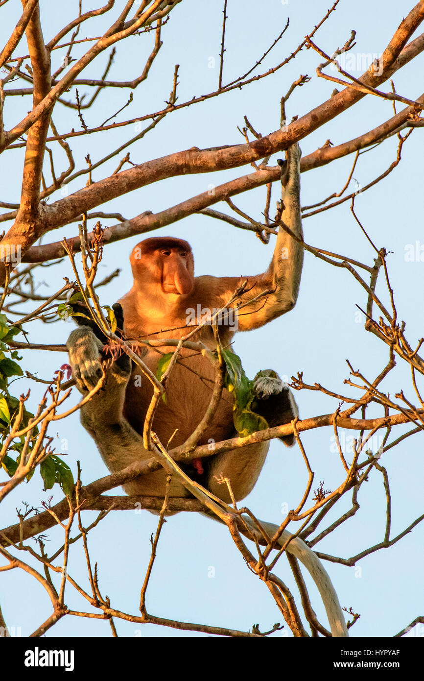 Alert watchful proboscis monkey Stock Photo