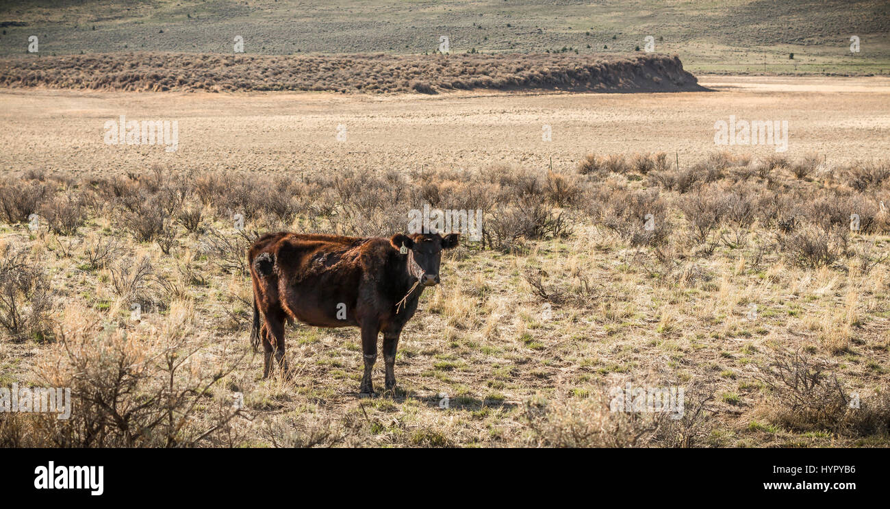 Privately owned cattle grazing on federal lands in an allotment east of Steens Mountain March 28, 2017 near Andrews, Oregon. The U.S. government Bureau of Land Management is responsible for administering nearly 245 million acres of rangelands across the United States. Stock Photo