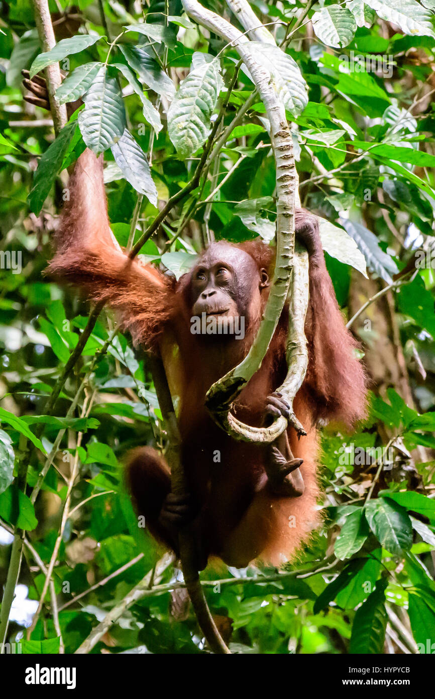 Juvenile Orangutan swinging in the trees Stock Photo