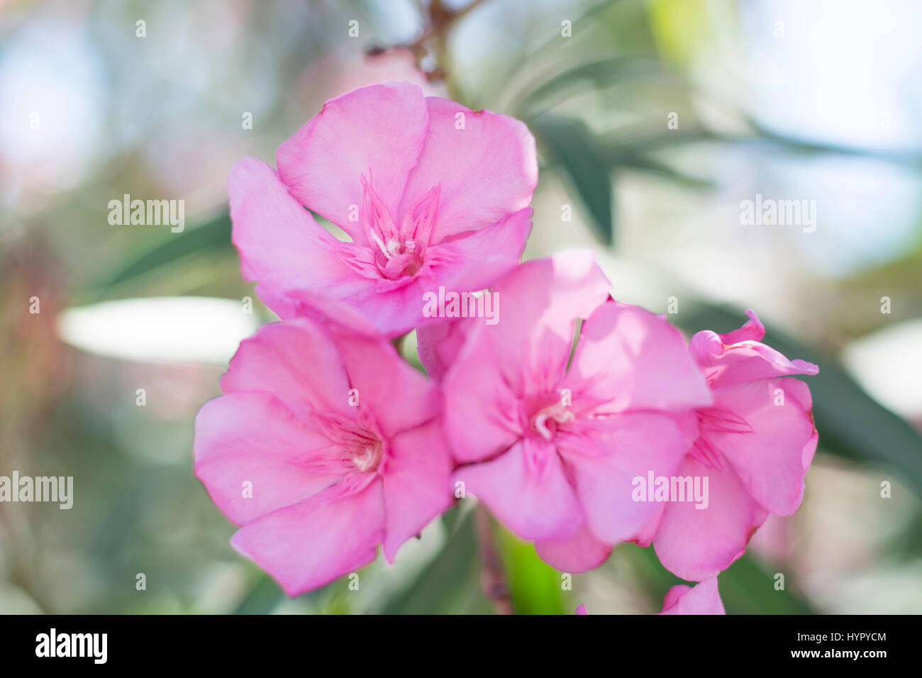 Close up of pink flowers with soft focus. Nerium oleander Stock Photo