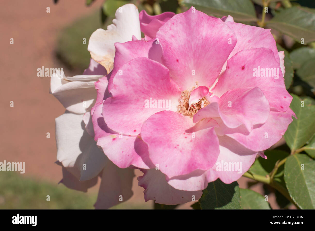 Floribunda pink rose (Charles Aznavour) Stock Photo