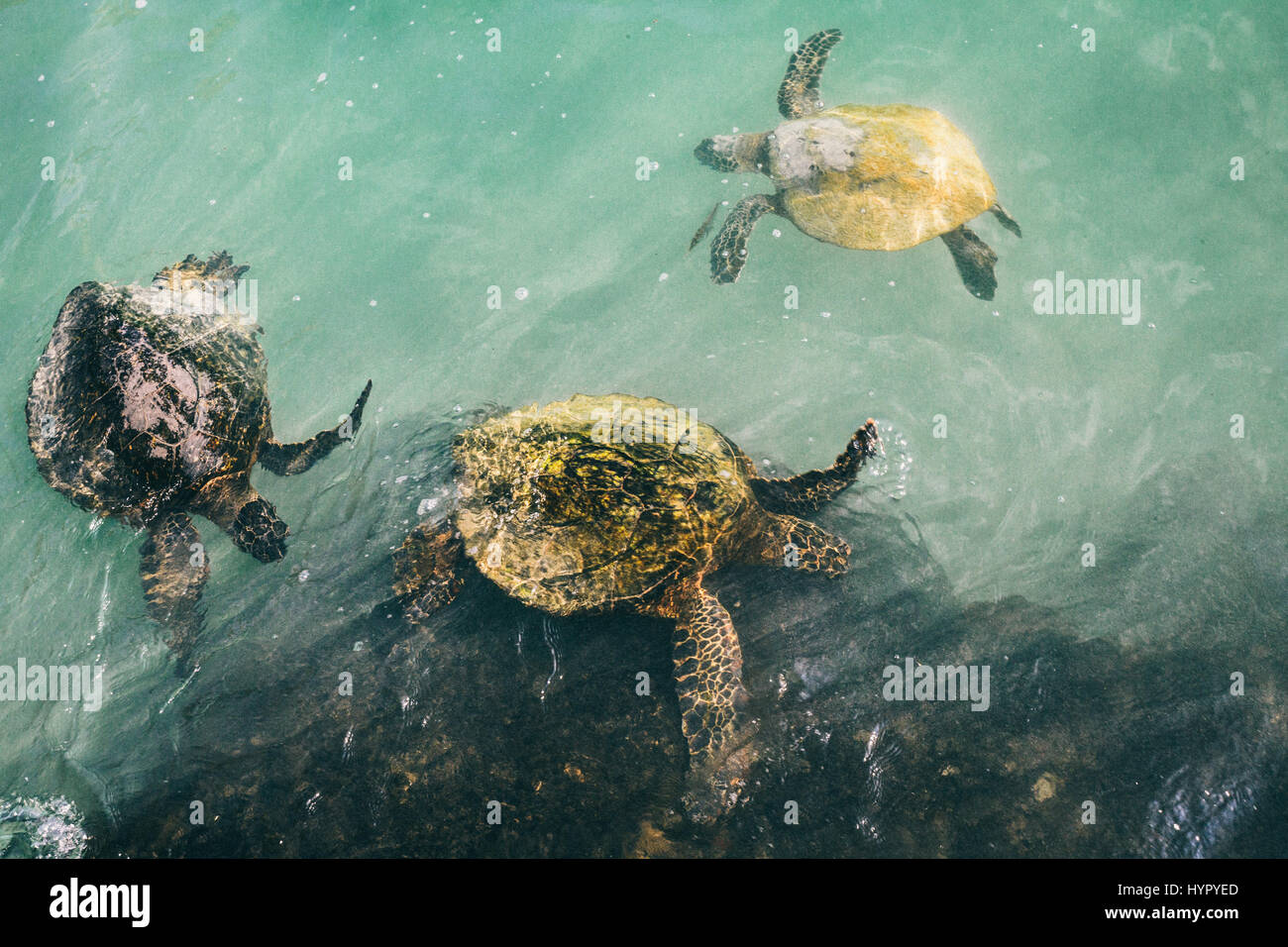 Three Hawaiian Green Sea Turtles in the Teal Ocean Stock Photo