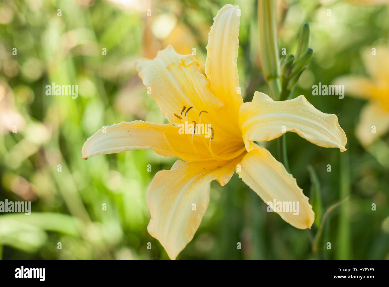 Yellow daylily flower (Hemerocallis) in a garden Stock Photo