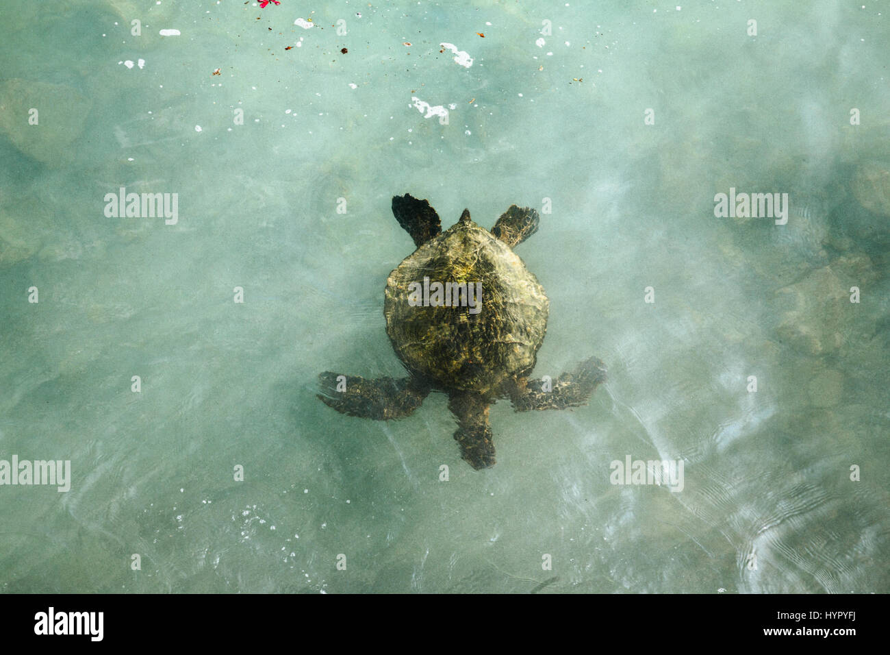 One Hawaiian Green Sea Turtle in Teal Water Stock Photo