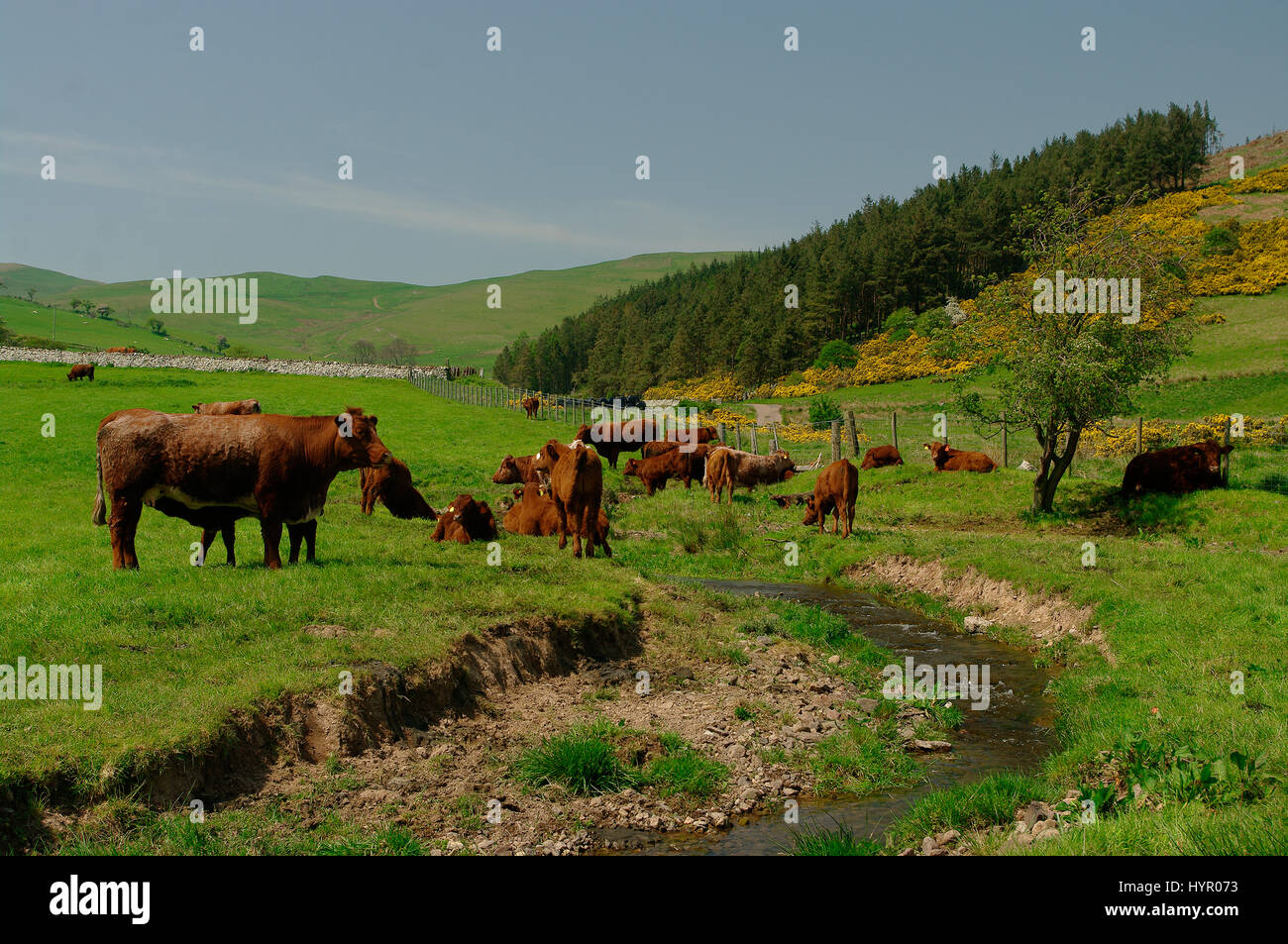 Grazing Cattle at Hethpool, Northumberland Stock Photo