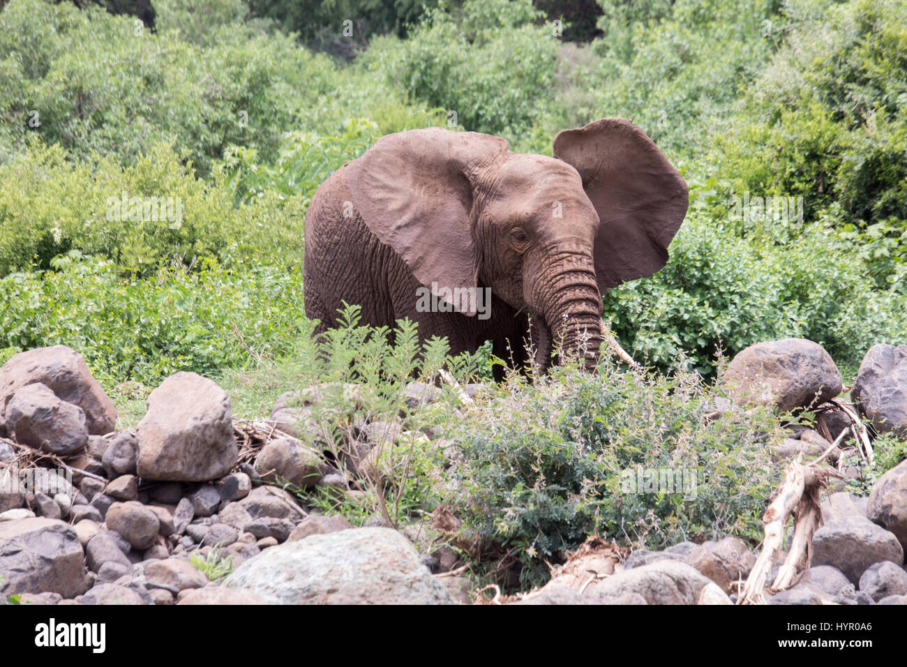 Elephant feeding in bush, Lake Manyara National Park, Tanzania, Africa. Stock Photo