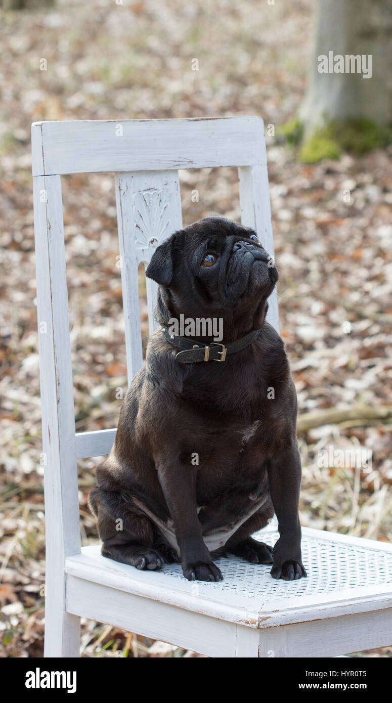 Dog sitting on chair hi-res stock photography and images - Alamy