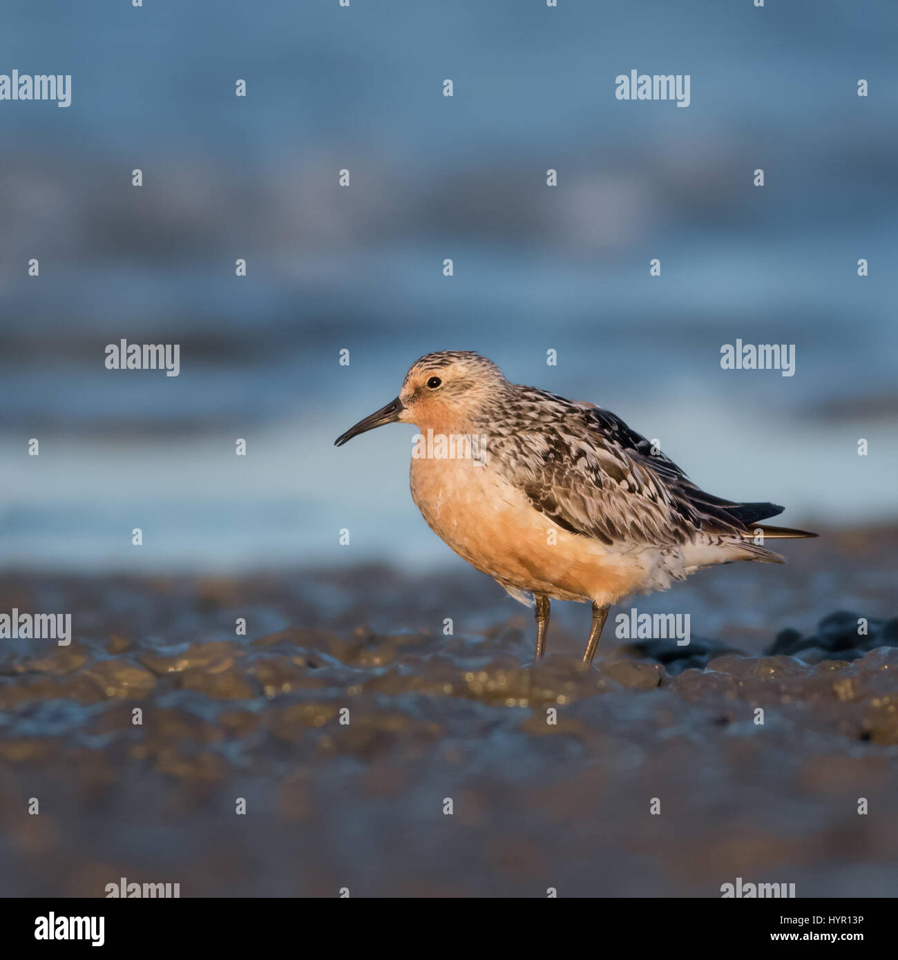 A Red Knot forages in the golden hour. This species is known for a famous migration from South America to the Arctic. Stock Photo