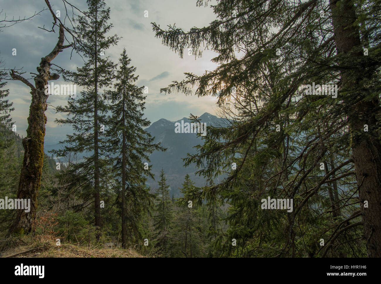 scenic mountain forest wih rocks and cliffs Stock Photo