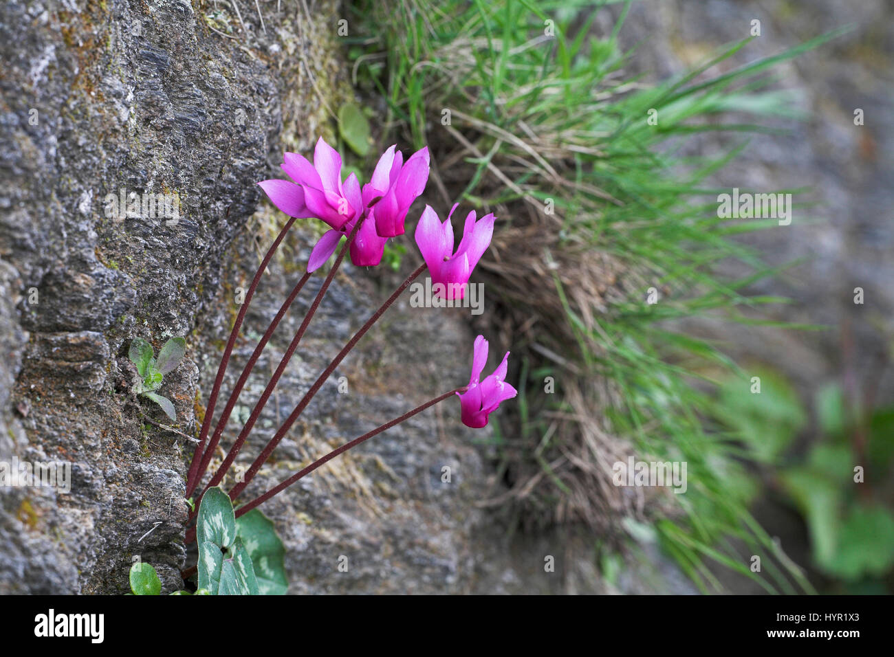Spring sowbread Cyclamen repandum Corsica France Stock Photo - Alamy