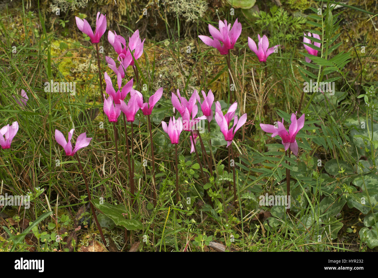 Spring sowbread Cyclamen repandum with raindrops Corsica France Stock ...