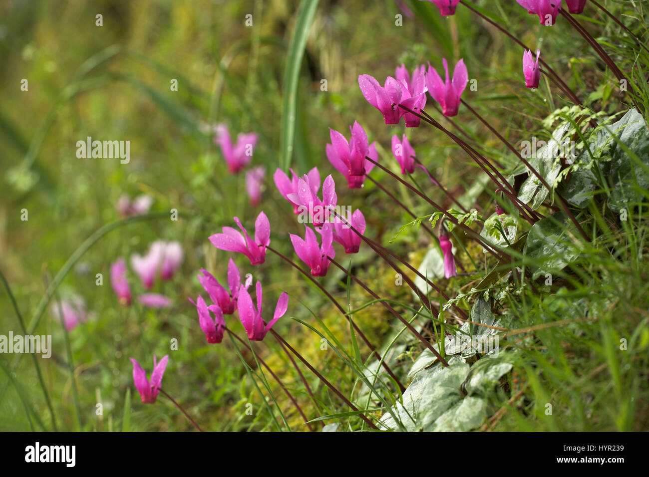 Spring sowbread Cyclamen repandum with raindrops Corsica France Stock ...