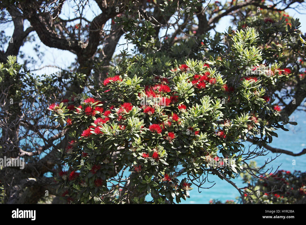 New Zealand Christmas tree Metrosideros excelsa New Zealand Stock Photo
