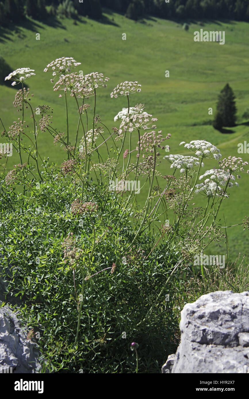 Broad-leaved sermountain Laserpitium latifolium at edge of mountain road Stock Photo