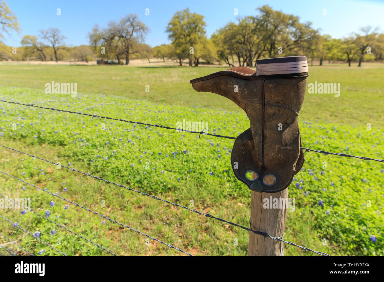 A barbed wire fence, with boots on the post, separates the bluebonnets from the road on Willow City Loop, Texas. Stock Photo