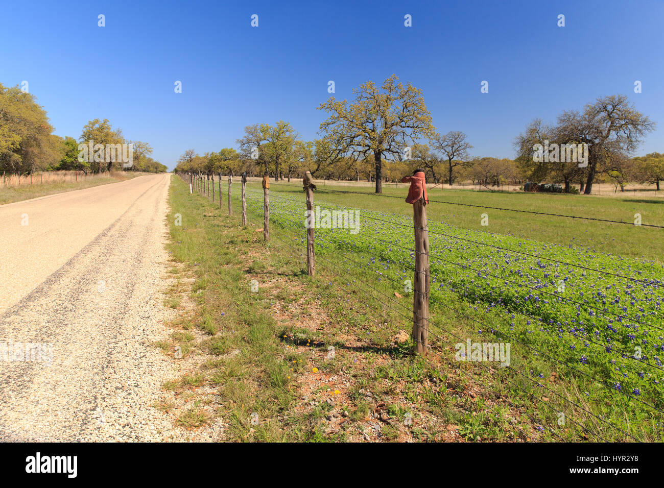 A barbed wire fence, with boots on the post, separates the bluebonnets from the road on Willow City Loop, Texas. Stock Photo