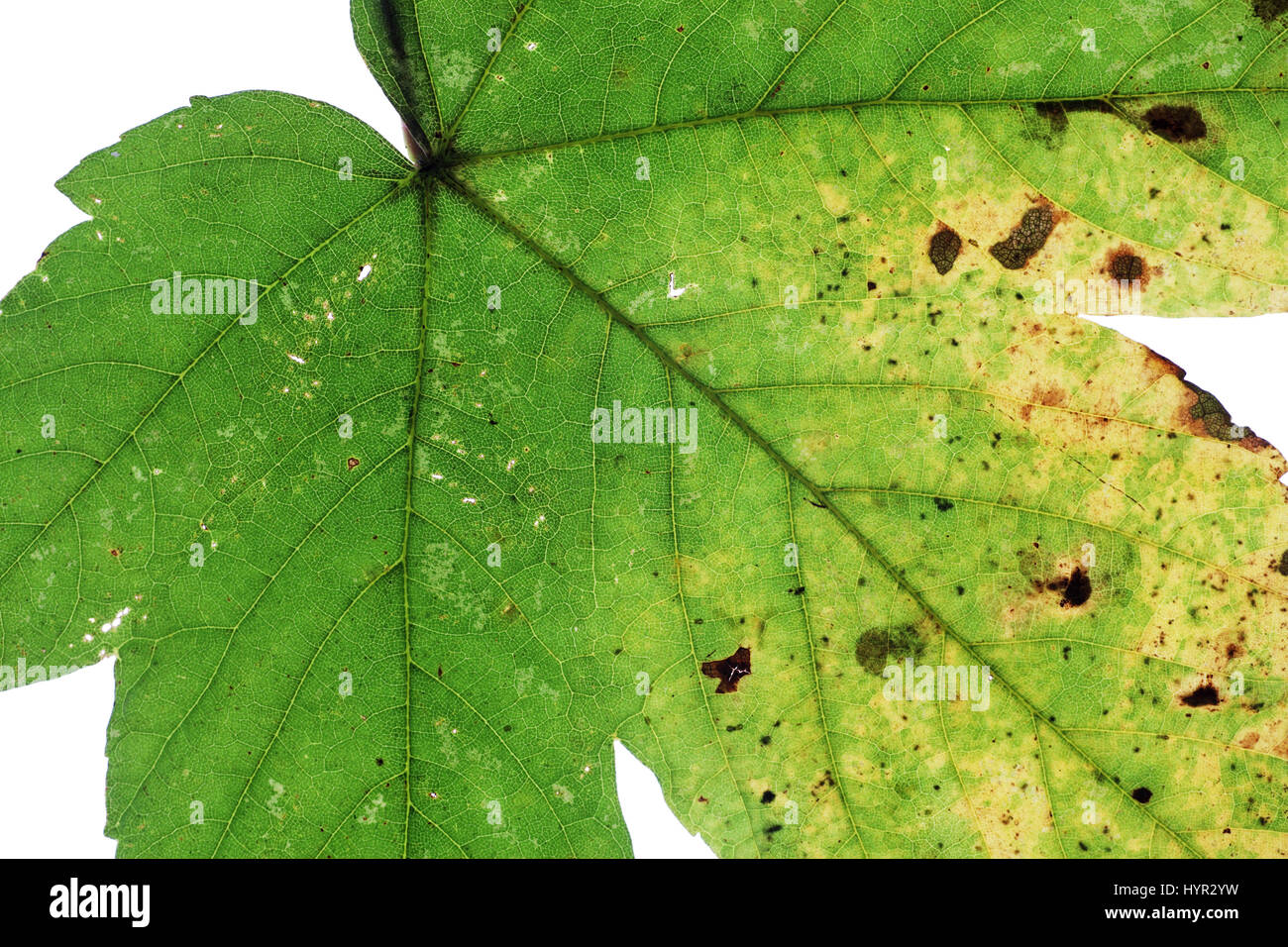 Sycamore Acer pseudoplatanus leaf cut out showing Tar-spot fungus Rhytisma acerinum Stock Photo