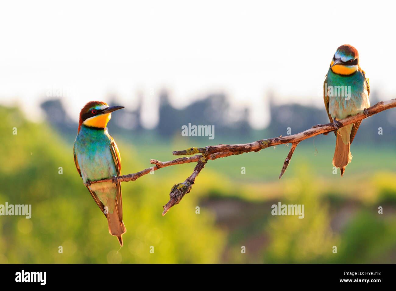 bee eaters sitting on a dry branch and beautiful light,wildlife birds Stock Photo