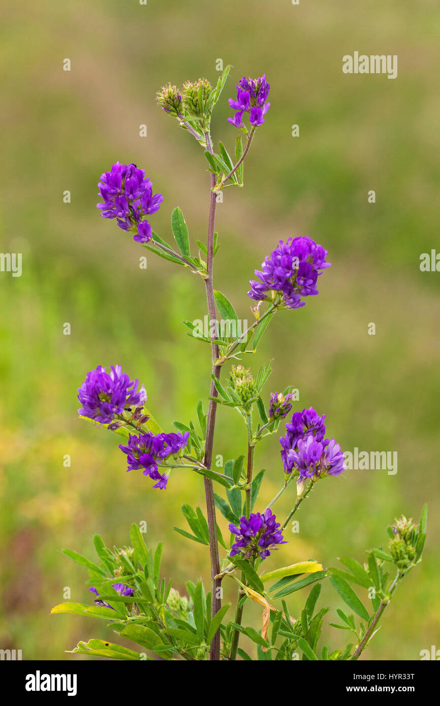 Pitch trefoil Psoralea bituminosa Vercors Regional Natural Park France Stock Photo