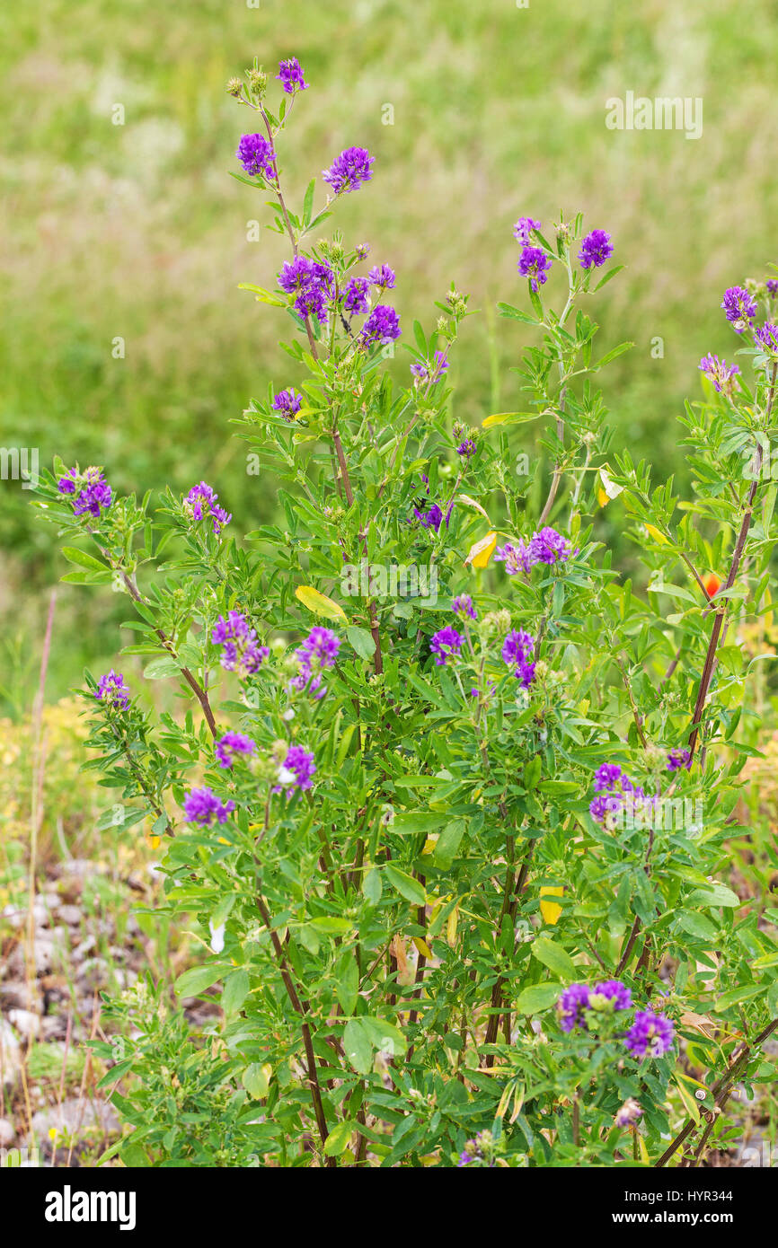 Pitch trefoil Psoralea bituminosa Vercors Regional Natural Park France Stock Photo