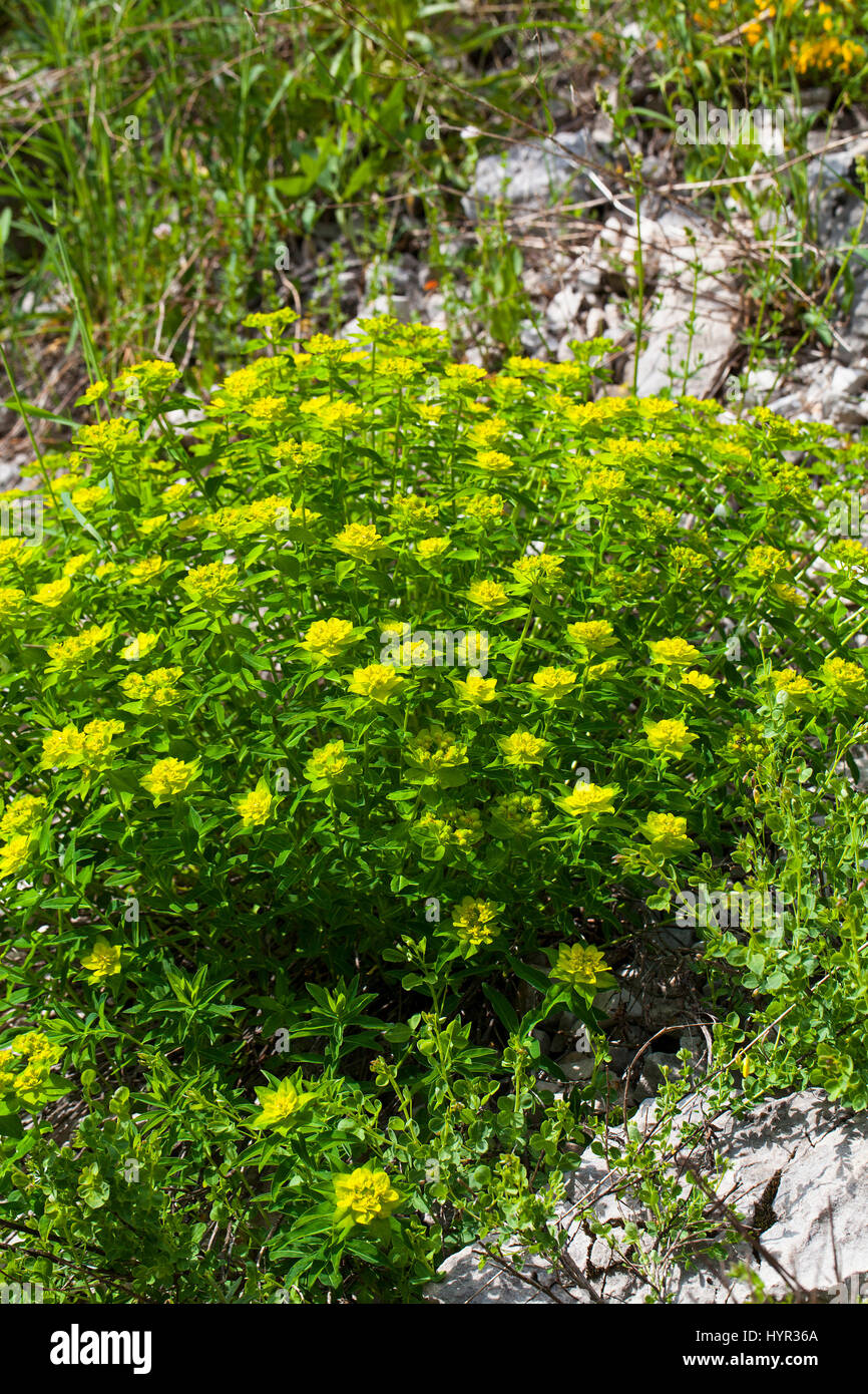 Irish spurge Euphorbia hyberna Hauts Plateaux Reserve Vercors Regional Natural Park Vercors France Stock Photo