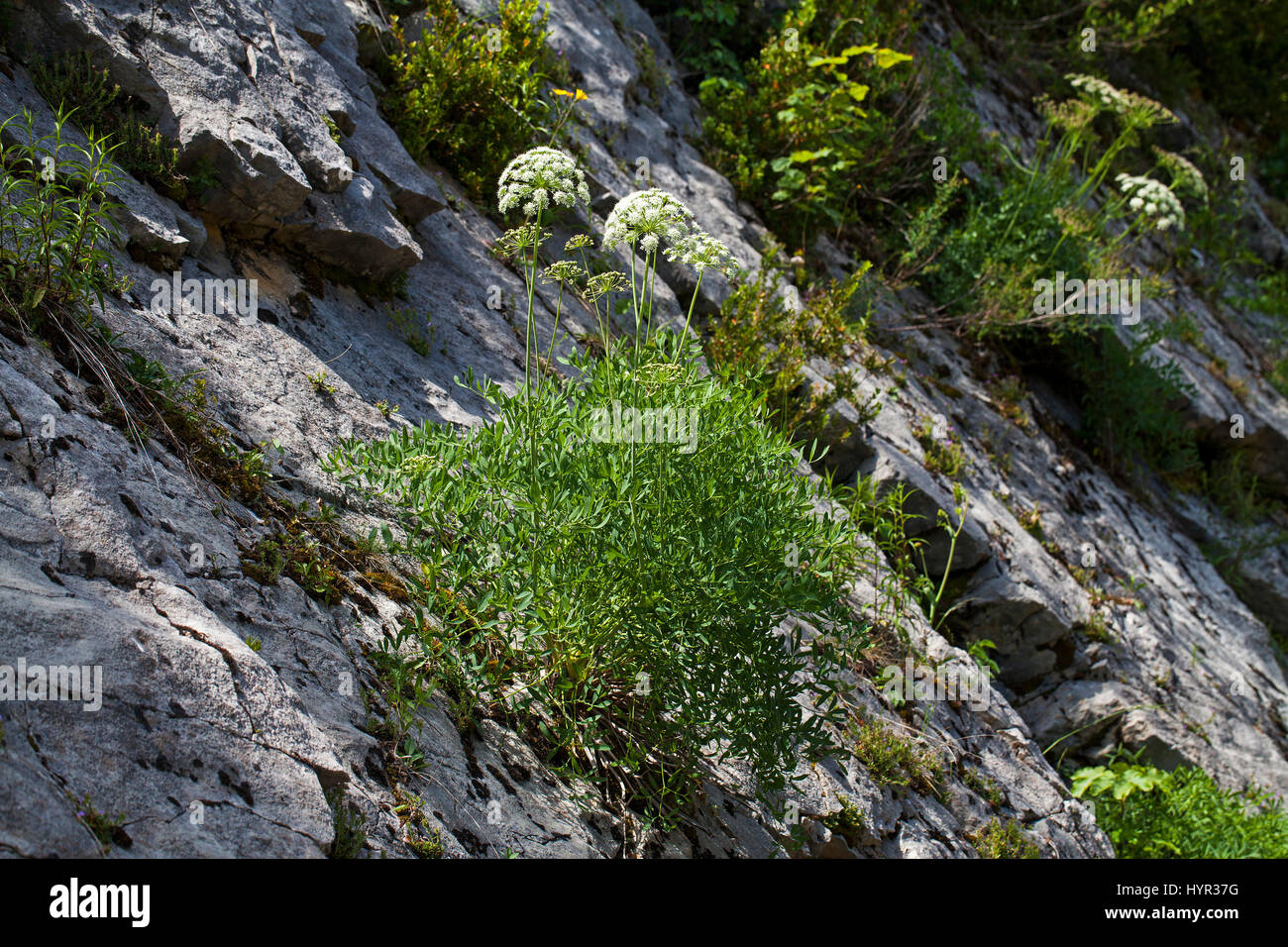Broad-leaved sermountain Laserpitium latifolium growing on roadside rocky bank near the Col du Rousset Vercors Regional Park Vercors France Stock Photo