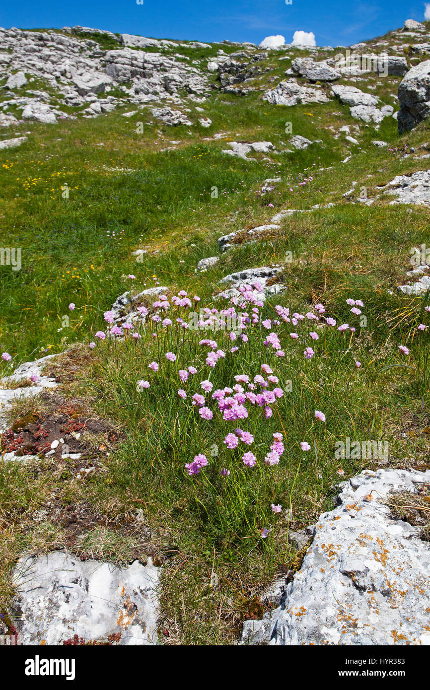 Mountain thrift Armeria alpina growing amongst rocks Font d'Urle Pyrenees Regional Natural Park Vercors France Stock Photo