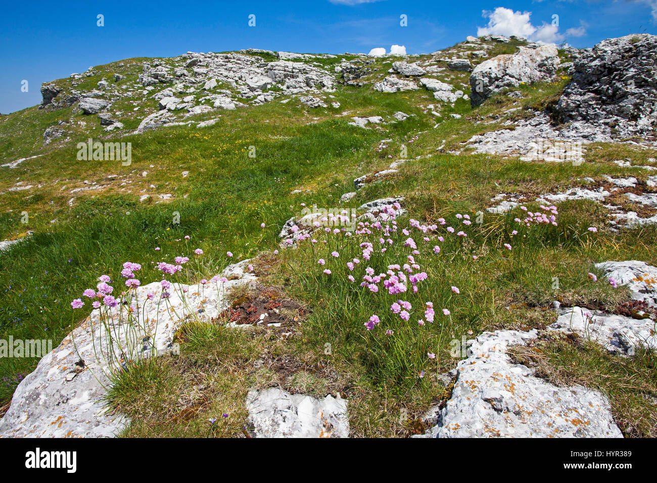 Mountain thrift Armeria alpina growing amongst rocks Font d'Urle Pyrenees Regional Natural Park Vercors France Stock Photo