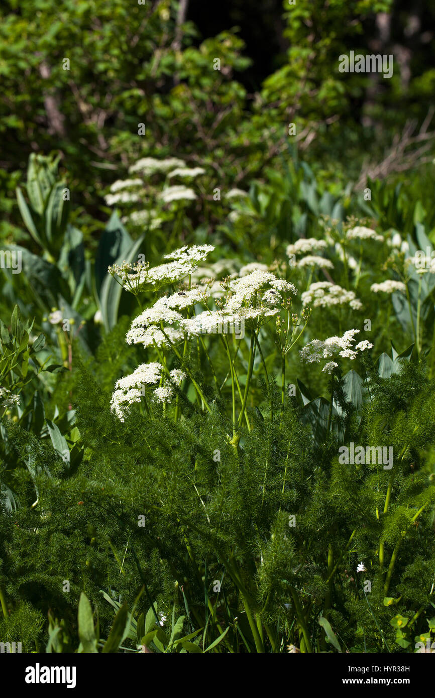 Spignel Meum athamanticum in alpine meadow Hauts Plateaux Reserve Vercors Regional Natural Park Vercors France Stock Photo