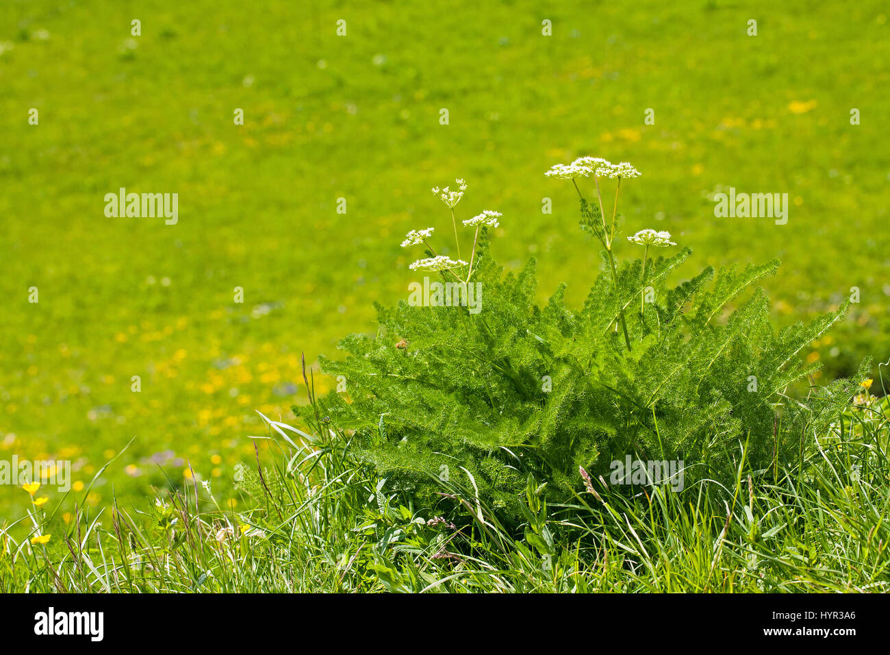 Meum athamanticum - Finocchiello