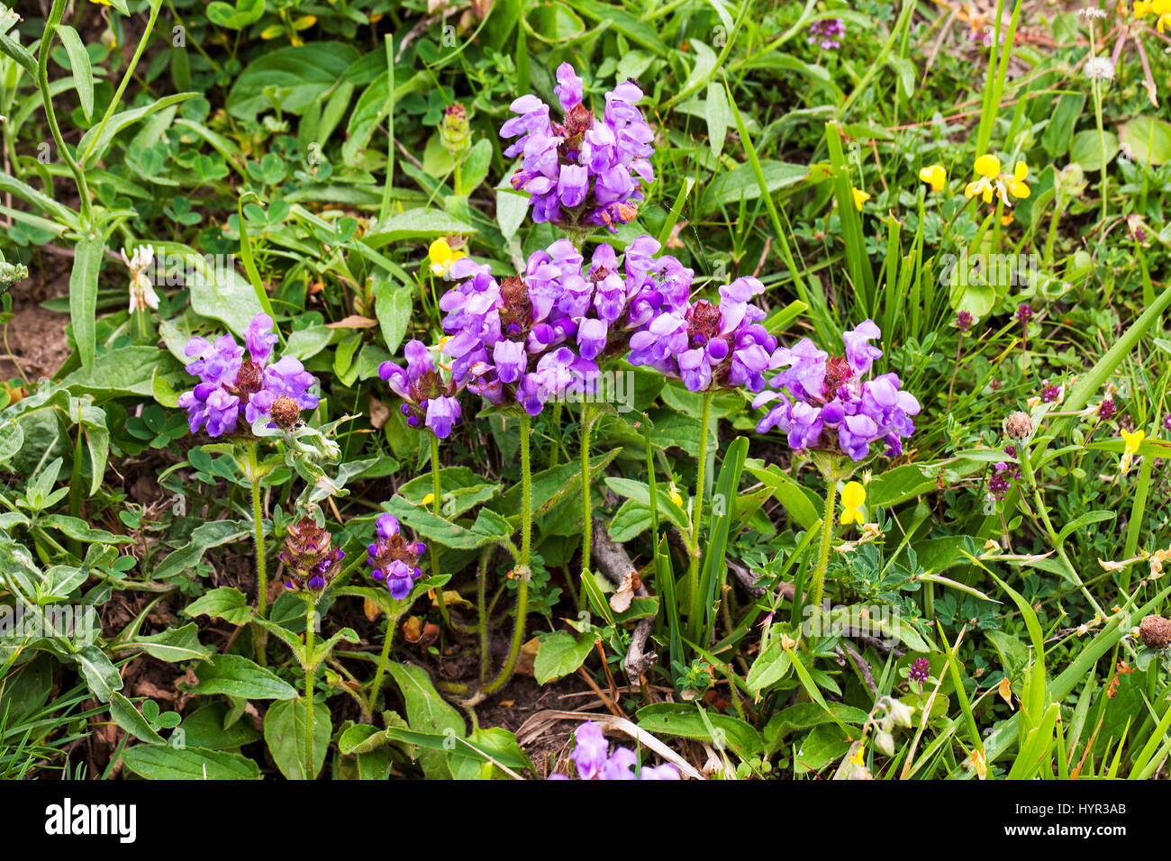 Large self-heal Prunella grandiflora Pyrenees National Park France July 2015 Stock Photo