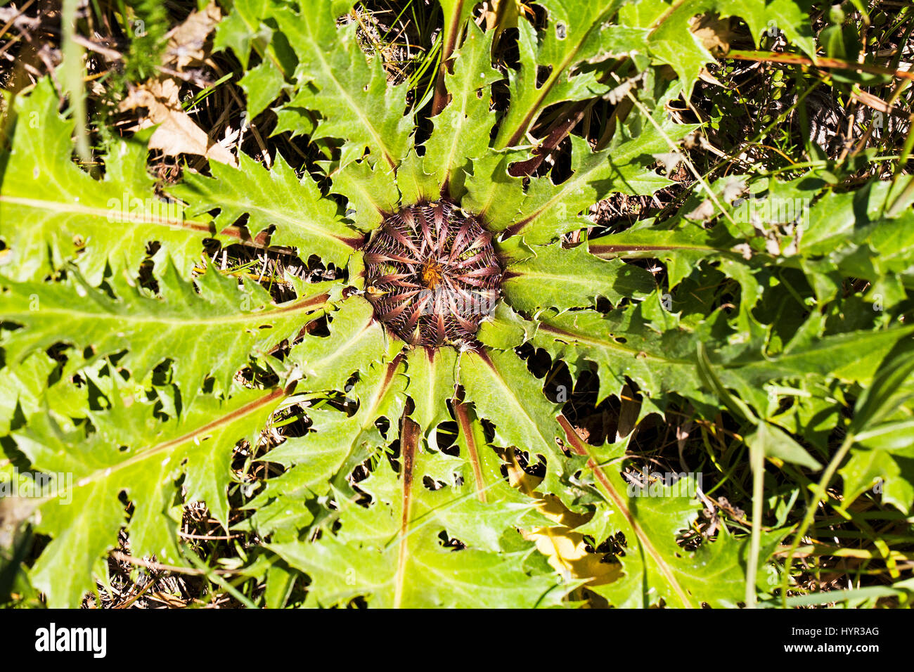 Acanthus leaved carline thistle Carlina acanthifolia subsp cynara Pyrenees National Park France July 2015 Stock Photo