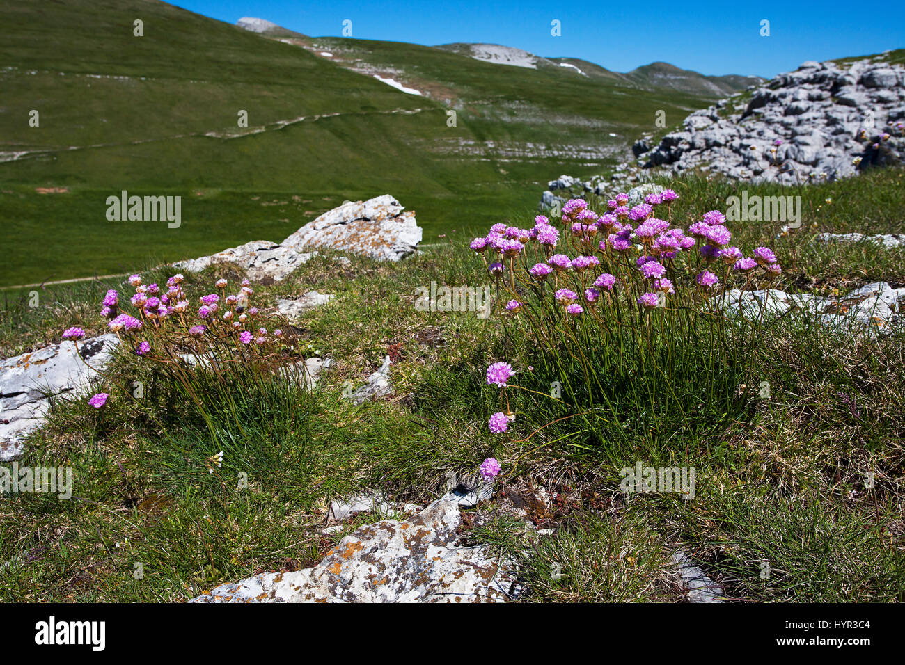 Mountain thrift Armeria maritima alpina clump in alpine meadow Font d'Urle Vercors Regional Natural Park Vercors France May 2015 Stock Photo