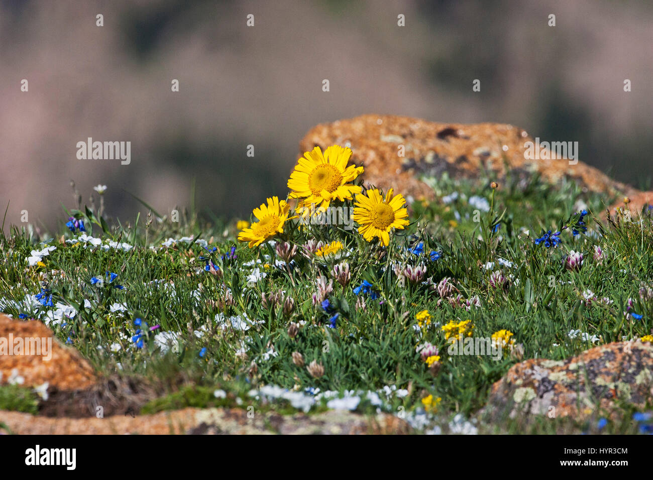 Alpine sunflower Tetraneuris grandiflora Forest Canyon Overlook Trailridge Road Rocky Mountain National Park Colorado USA June 2015 Stock Photo