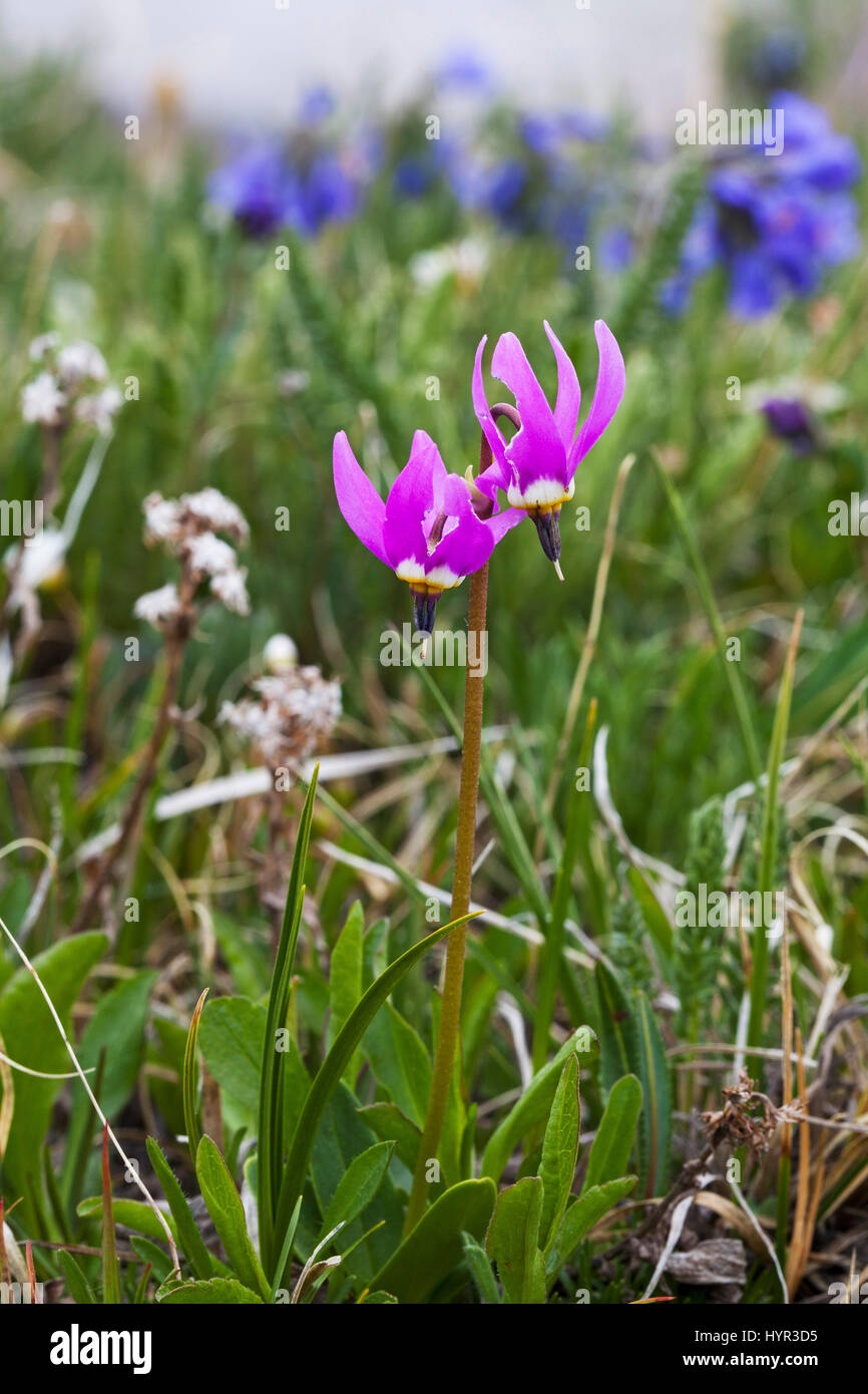 Few-flowered shooting-star Dodecatheon pulchellum in wild flower meadow in early morning light Bear Tooth Pass Wyoming USA June 2015 Stock Photo