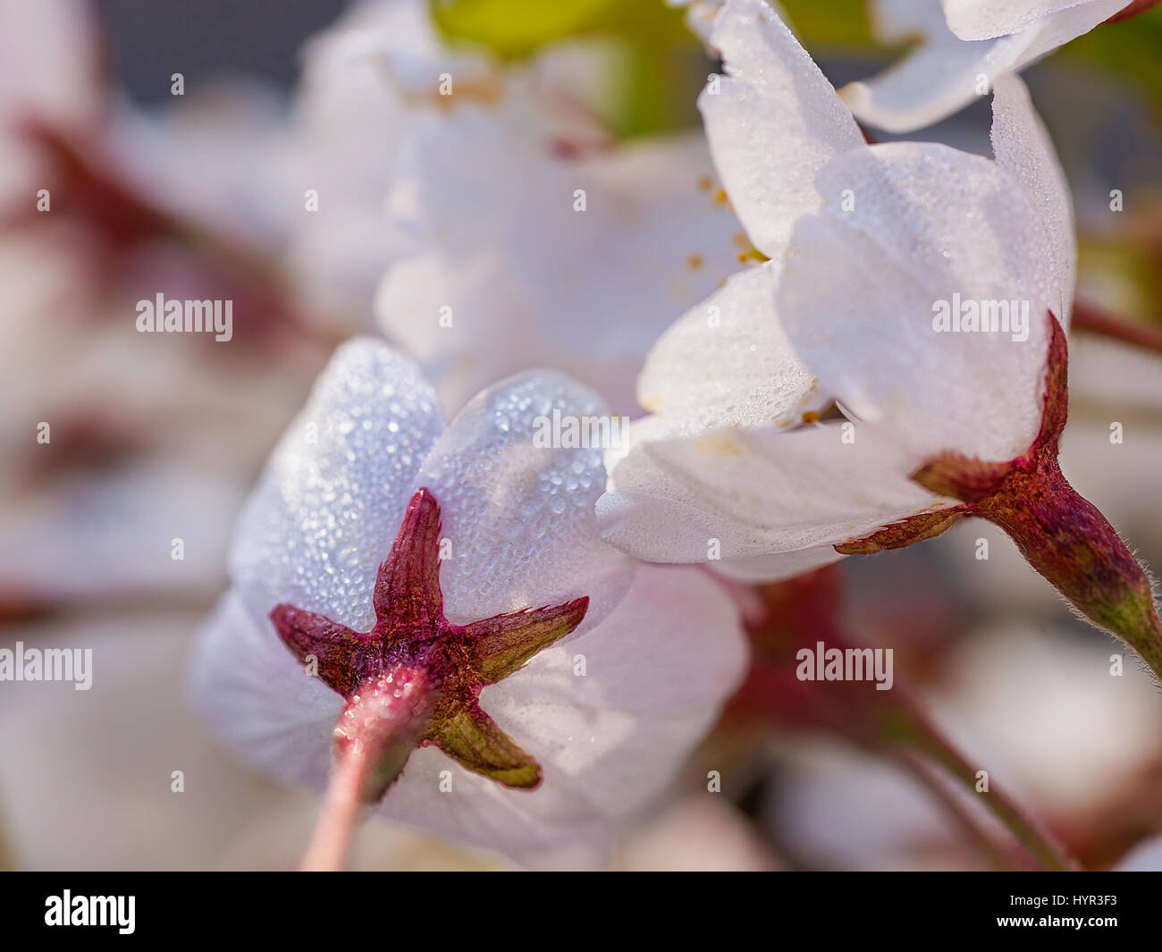 Drops of dew on Sakura or cherry tree flowers blossom in spring on ...