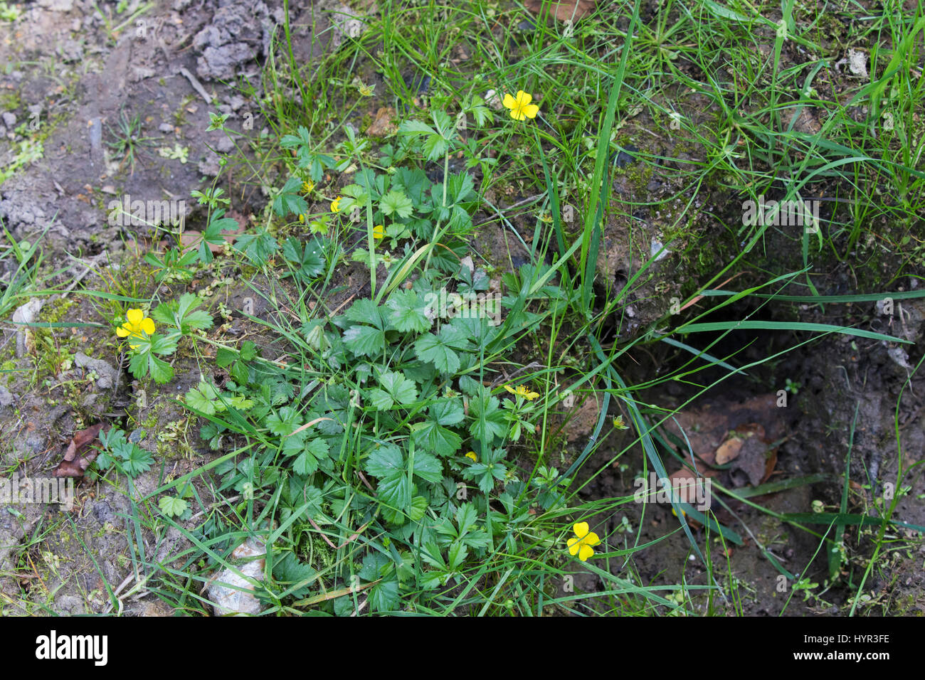 Tormentil Potentilla erecta growing in muddy track Hook Common Hampshire and Isle of Wight Wildlife Trust Reserve Hampshire England UK August 2016 Stock Photo