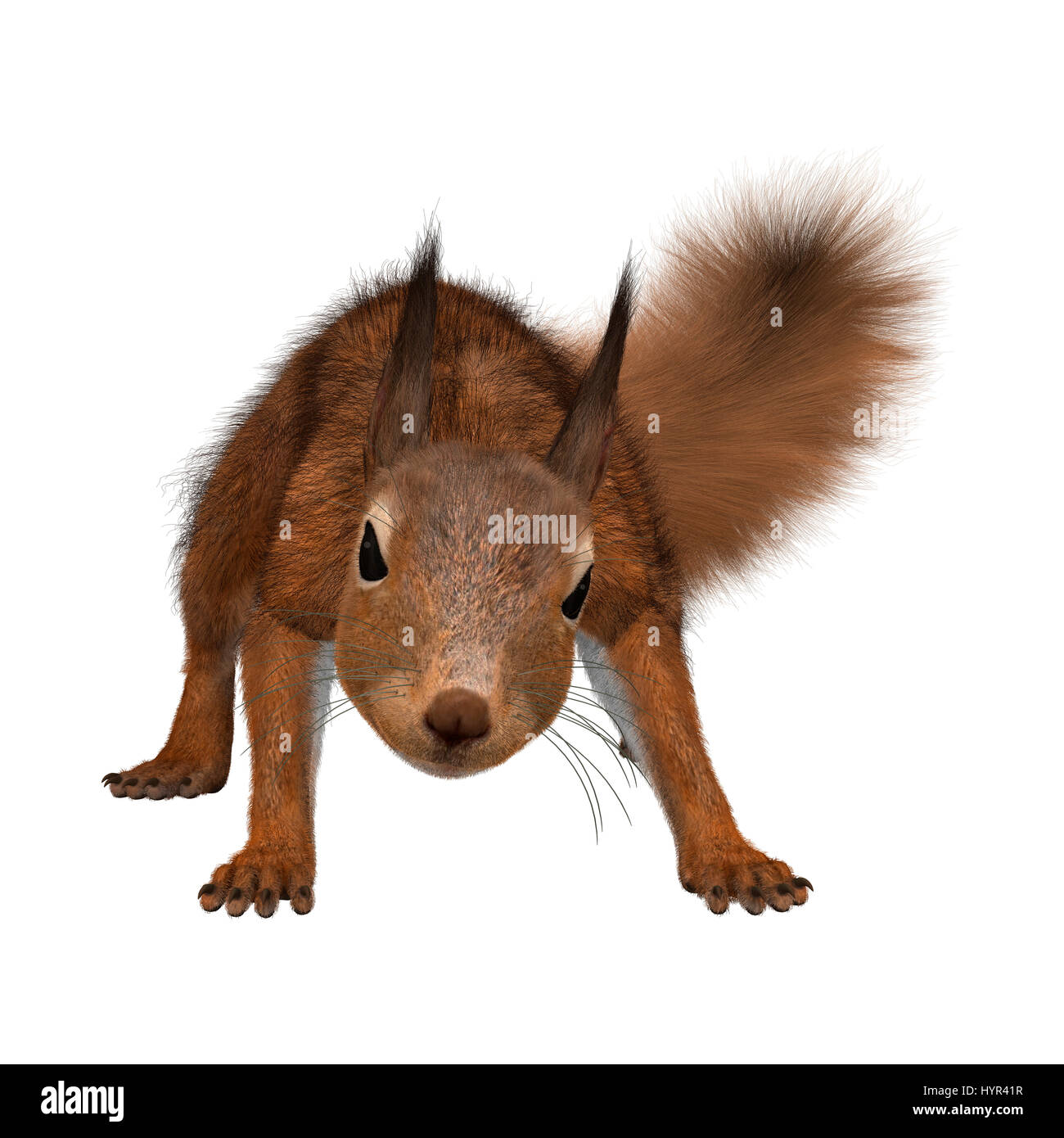 3D rendering of an European red squirrel isolated on white background ...