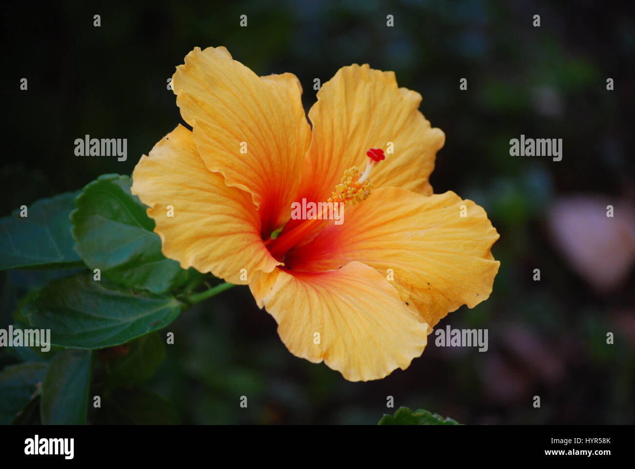 Pretty blooming peach hibiscus flower Stock Photo Alamy