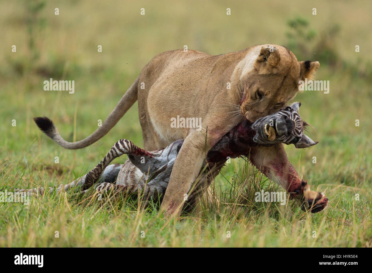 a-lioness-drags-her-prey-home-a-hungry-lioness-has-been-caught-on-HYR5E4.jpg