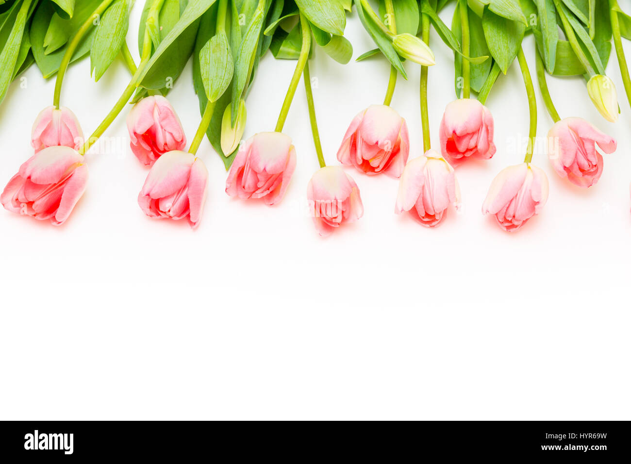Row of flowers pink tulips on a white background Stock Photo - Alamy