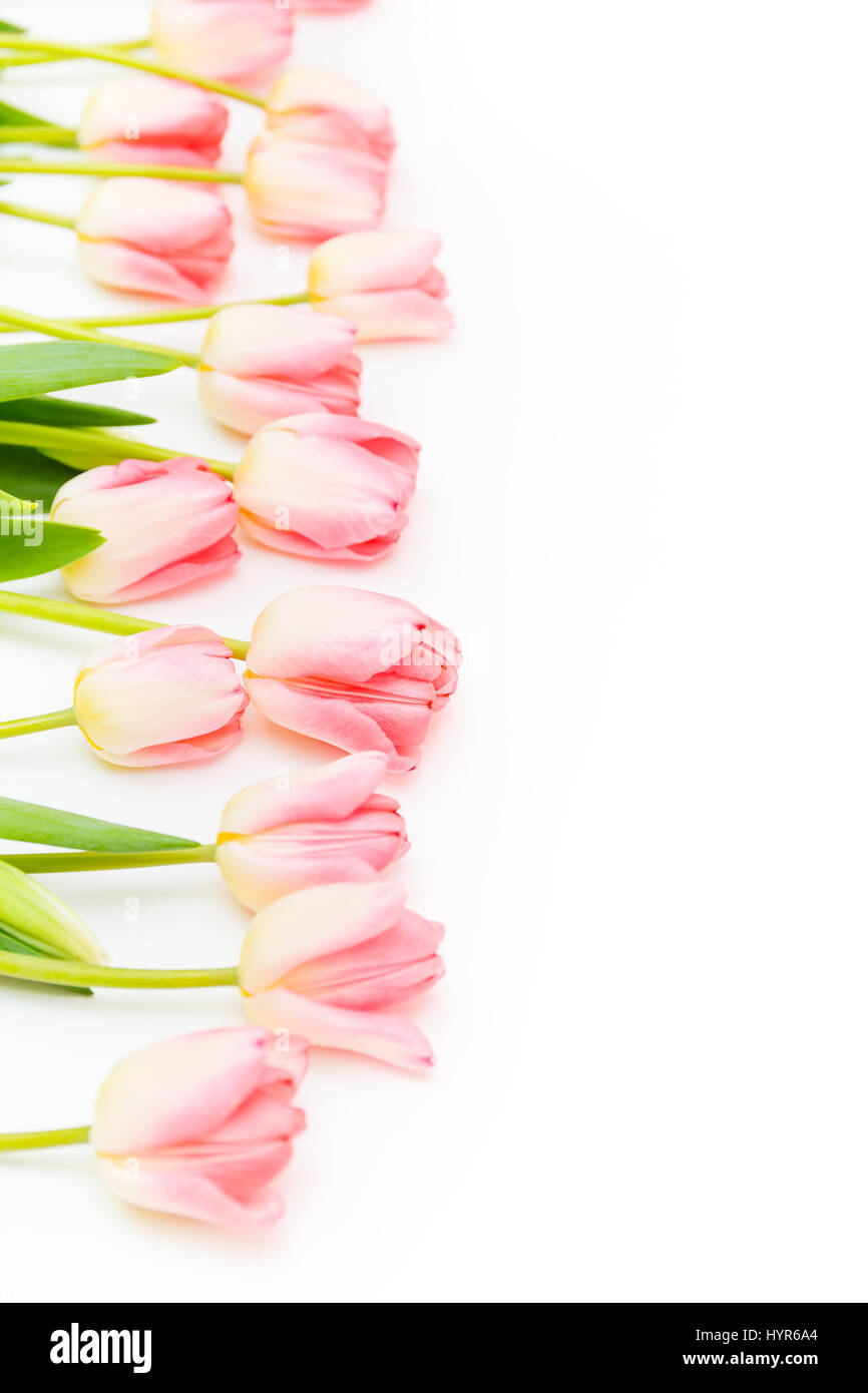 Row of flowers pink tulips on a white background Stock Photo - Alamy