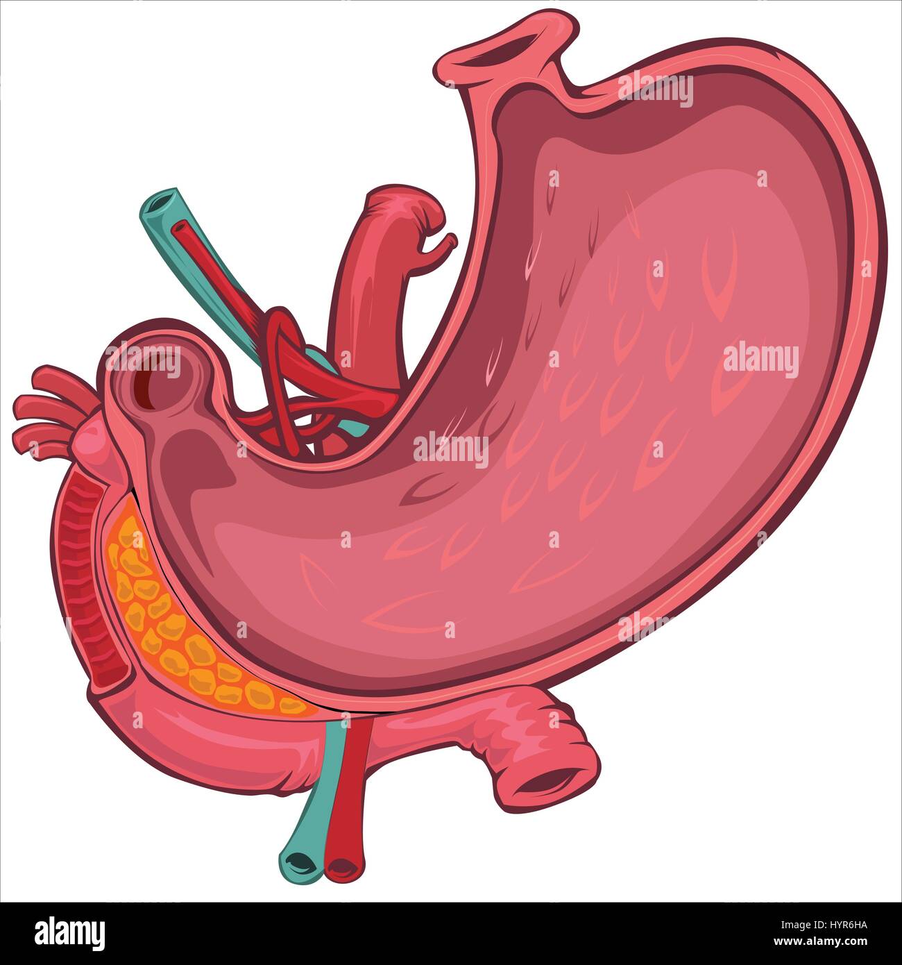 Vector Cartoon Style Drawing of Human Stomach Stock Vector Image & Art -  Alamy