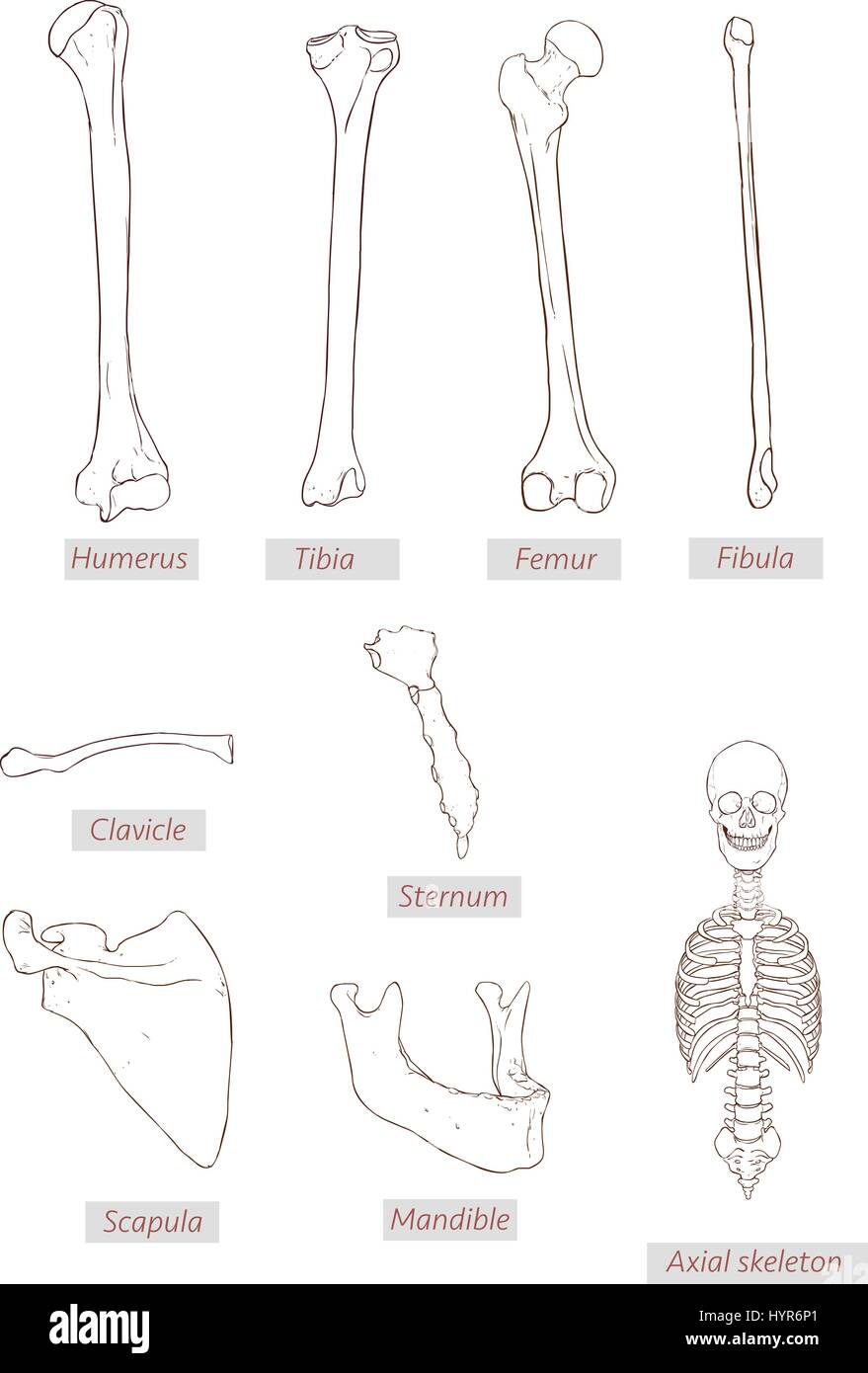 humerus,tibia,femur,fibula,clavicle,sternum,scapula,mandible,axial skeleton detailed medical illustrations .Latin medical terms. Isolated on a white b Stock Vector