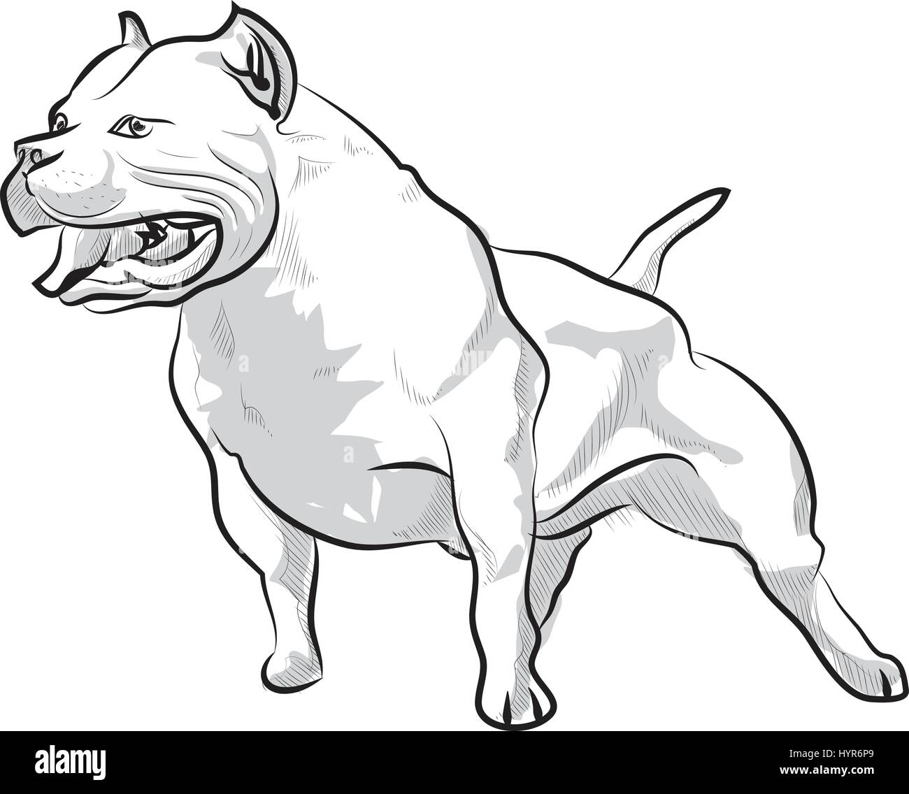 Vector sketch hand drawing illustration pitbull barking Stock Vector🔝