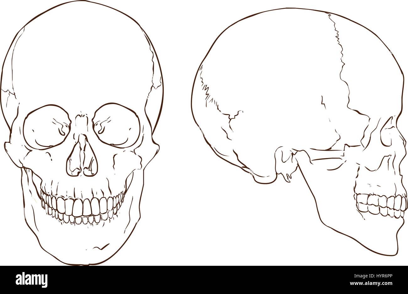 white backround vector illustration of a  people skull Stock Vector